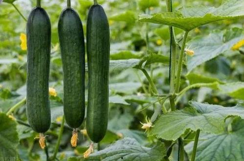 痞幼吃瓜黑料,揭秘娱乐圈背后的真相