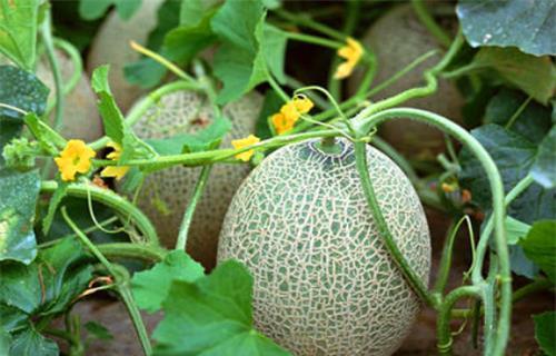 痞幼吃瓜黑料,揭秘娱乐圈背后的真相