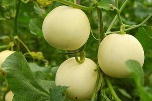 吃瓜群众吃西瓜香瓜,吃瓜群众畅享西瓜香瓜盛宴