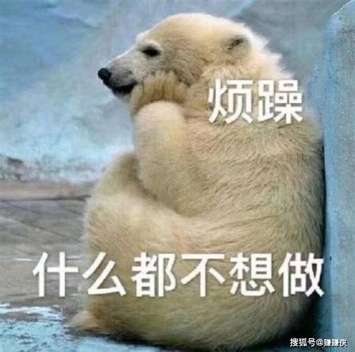 狗熊吃瓜表情,憨态可掬的夏日风情