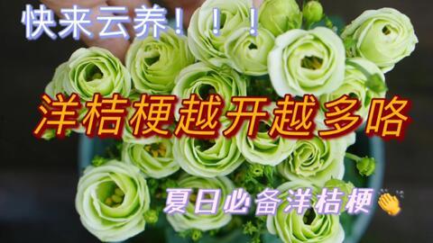 吃瓜认识的对象,揭秘吃瓜群众眼中的明星众生相