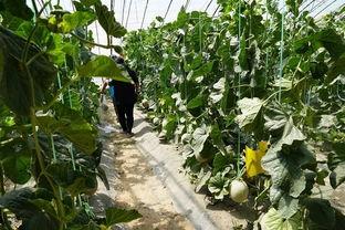 唐县吃瓜视频,揭秘当地特色美食与风土人情