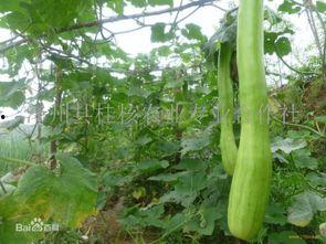 砍瓜能怎么吃,探索美味新境界