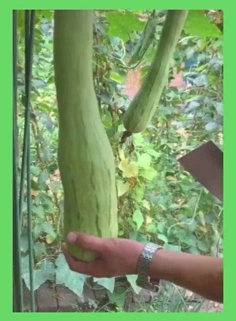 砍瓜能怎么吃,探索美味新境界