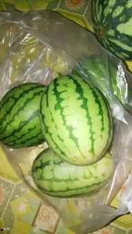 袖珍瓜怎么吃,轻松解锁美味新体验