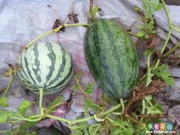 袖珍瓜怎么吃,轻松解锁美味新体验