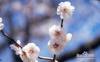 梅花视频吃瓜,揭秘吃瓜群众的狂欢盛宴