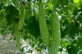 水连瓜怎么吃,解锁夏日清新美味