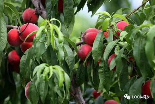 红桃吃瓜人参,揭秘网络热词背后的文化现象