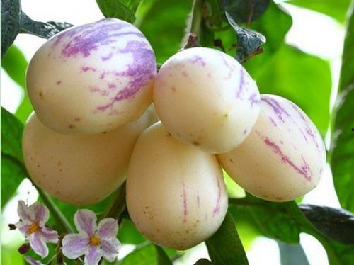 红桃吃瓜人参,揭秘网络热词背后的文化现象