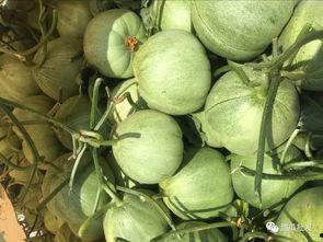 梦见摘别人瓜菜吃