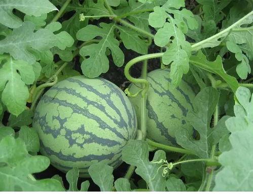 看花和吃瓜赏析,品味生活之美