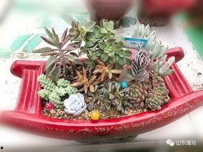 精品多肉吃瓜,探寻多肉植物中的“精品吃瓜”之旅