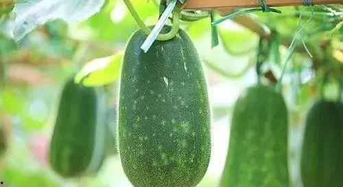 吃瓜活在你眼里,吃瓜群众视角下的生活百态