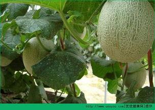 蚂蚁吃哈密瓜,揭秘哈密瓜的秘密盛宴