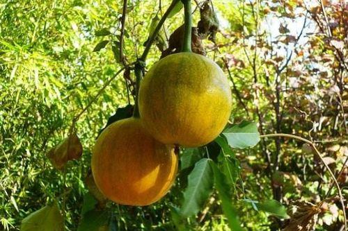 瓜篓可以吃吗,天然美食还是观赏植物？揭秘其食用之谜