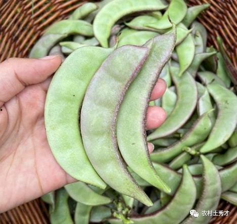 杜加河谷吃瓜,瓜果飘香，尽享田园风光