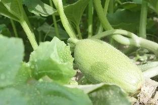 新疆瓜在哪吃,品味西域甜蜜之旅