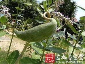 吃牛角瓜真实图片,大自然的独特美味，视觉与味蕾的双重盛宴