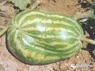 吃牛角瓜真实图片,大自然的独特美味，视觉与味蕾的双重盛宴