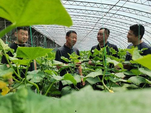 宁陵县吃瓜,瓜香四溢，品味乡愁