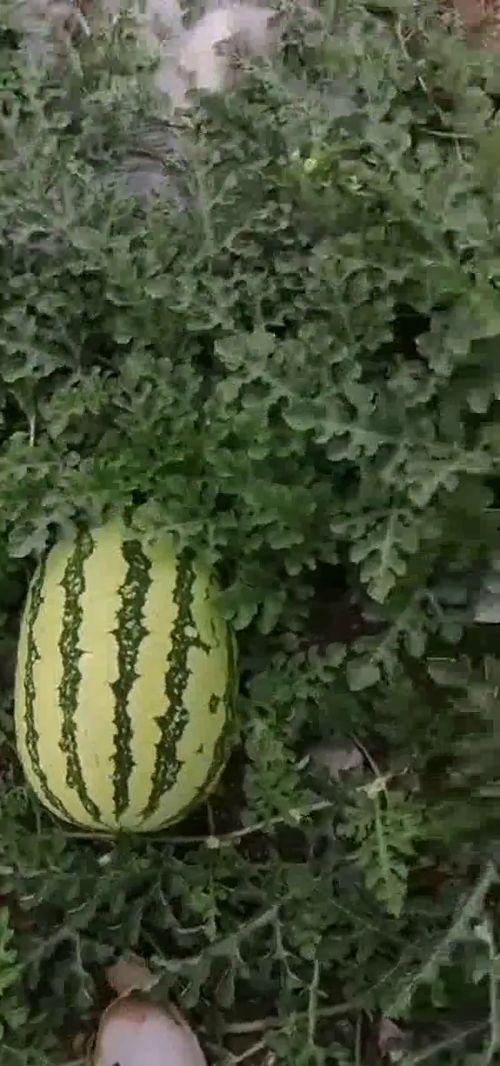 皮友吃瓜基地,揭秘娱乐圈幕后风云